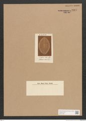 Diatomeae indet. Zeichnungen Sammlung Grunow Nr. 3807 (NHMW-BOT-W0371485)